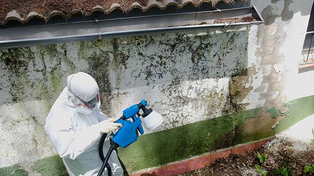 Trusted Crawl Space Mold Removal service in Woodbury Heights, NJ - Cheap Mold Removal